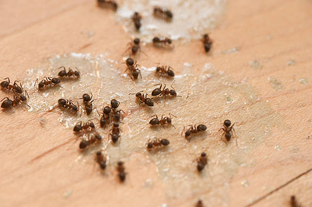 Best Wildlife Control Services  in Milford, NE