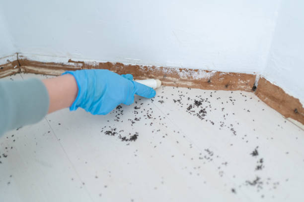 Best Local Pest Control Services  in Milford, NE
